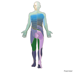 L3 dermatome (#20853)