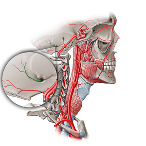Posterior meningeal artery (#409)