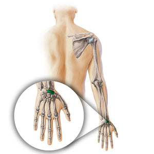 Scaphoid bone (#19877)