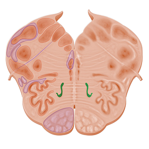 Medial accessory olivary nucleus (#11093)