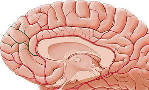Frontopolar artery (#1637)