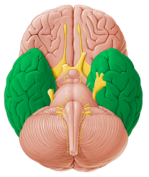 Temporal lobe (#21177)