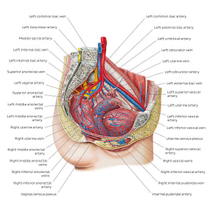 Blood supply of the female pelvis (English)