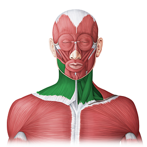 Anterior neck muscles (#20077)
