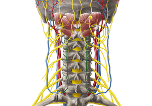 Deep cervical vein (#10110)