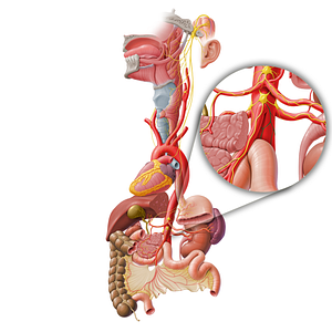 Intermesenteric plexus (#8002)
