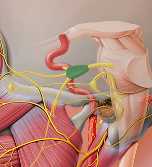 Trigeminal ganglion (#4037)