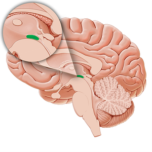 Subthalamus (#21237)