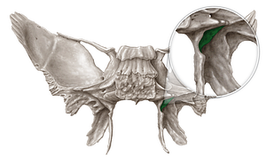 Scaphoid fossa of sphenoid bone (#3883)
