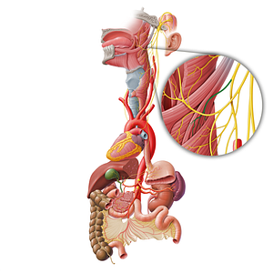 Stylopharyngeal branch of glossopharyngeal nerve (#8537)