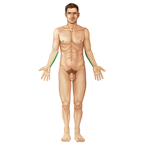 Medial border of forearm (#19574)