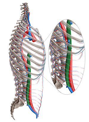 Inferior vena cava (#10049)