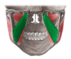 Deep head of medial pterygoid muscle (#7763)