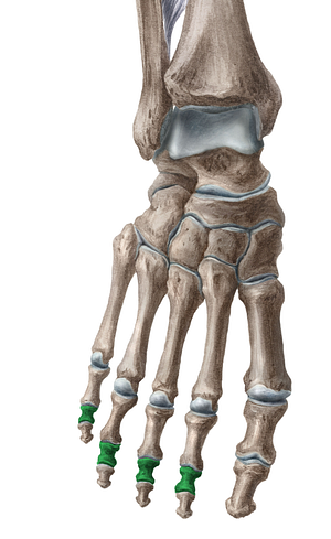 Middle phalanges of 2nd - 5th toes (#7898)