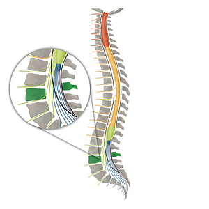 Vertebra L3 (#16116)
