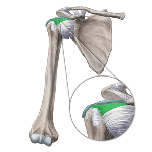 Coracohumeral ligament (#20003)