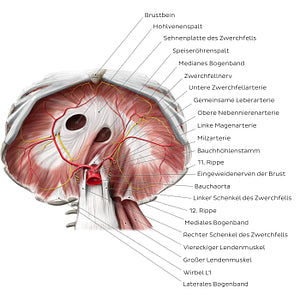 Abdominal surface of the diaphragm (German)