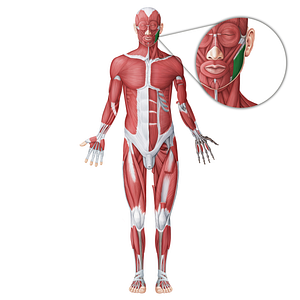 Masseter muscle (#18705)