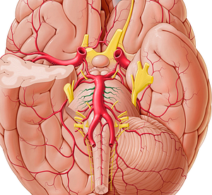Pontine arteries (#1200)