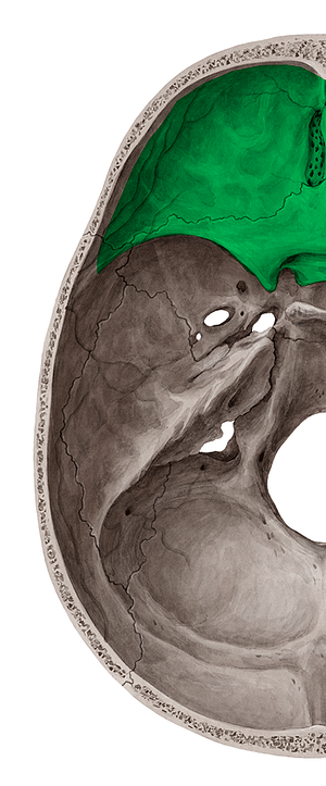 Anterior cranial fossa (#3840)