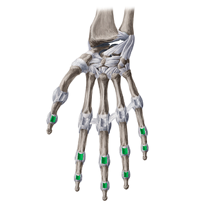 Palmar interphalangeal ligaments (#19989)