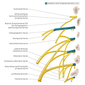 Lumbar plexus (English)