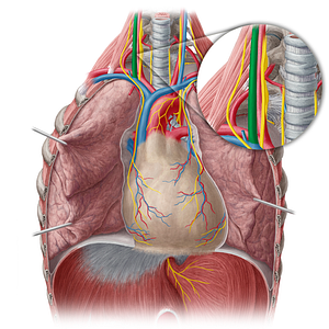 Right internal jugular vein (#10374)