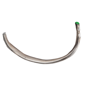 Inferior articular facet of head of rib (#21724)