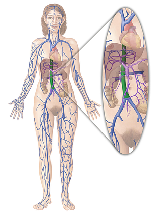 Inferior vena cava (#10062)