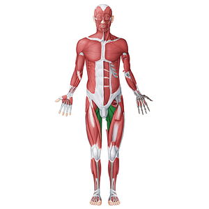 Medial (adductor) muscles of thigh (#20061)