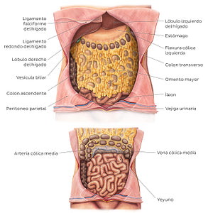 Greater omentum (Spanish)