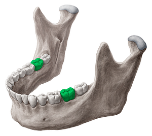 2nd molar tooth (#3217)