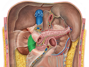 Descending part of duodenum (#7693)