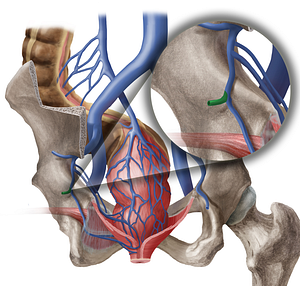Inferior gluteal vein (#10253)