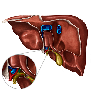 Right hepatic duct (#3326)