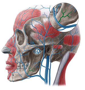 Masseteric vein (#20497)