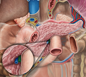 Superior mesenteric artery (#1543)