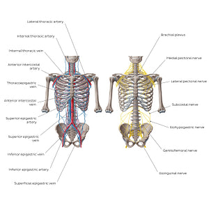 Nerves and vessels of the abdominal wall (English)