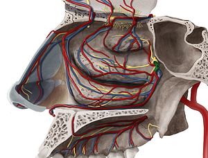 Sphenopalatine artery (#1774)