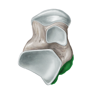 Posterior process of talus (#8240)