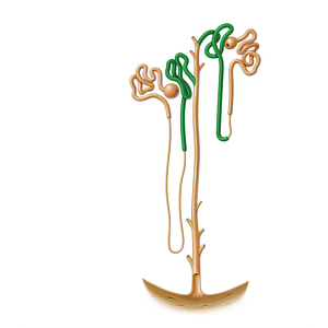 Distal tubule (#17194)