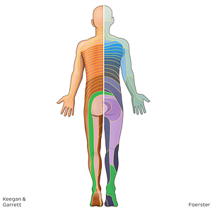 S1 dermatome (#20784)