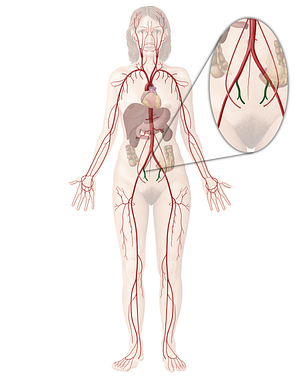 Internal iliac artery (#1419)