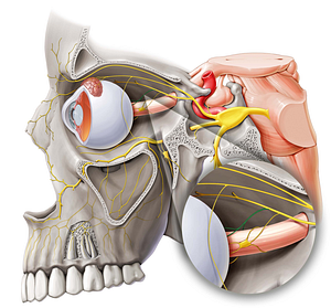 Long ciliary nerves (#6212)