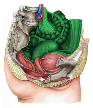 Peritoneum (#7865)