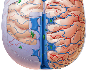 Arachnoid granulations (#4158)