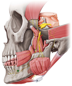 Mental foramen of mandible (#3775)