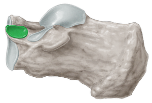 Anterior talar articular surface of calcaneus (#3474)