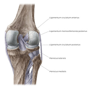 Knee joint: Intracapsular ligaments and menisci (posterior view) (Latin)