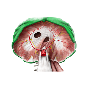 Thoracic cage (#2527)